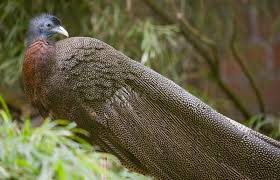Tropical Bird With Hair On Head Malayan Great Argus Pheasant Blue Eye Long Feathers Argusianus Argus Aff Argus Pheasant Malayan Great Blue Ad Pheasant Bird Species Rare Birds