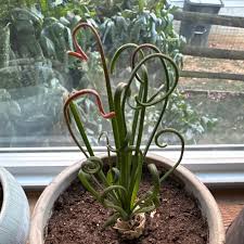 Image result for Albuca