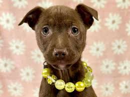 Beauties and Beasts, Inc.