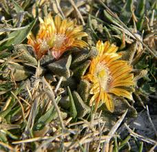 Image result for Nananthus aloides