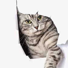 Pet Cat Kitty Cat Child Cat Png Image Cats Cat With Blue Eyes Cat Crying