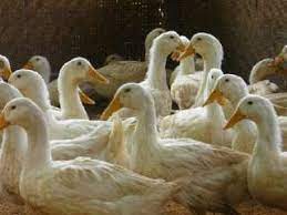 Informasi lebih lengkap bisa langsung. Apakah Beda Bebek Lokal Bebek Peking Dan Bebek Hibrida Perbedaan Perbedaan
