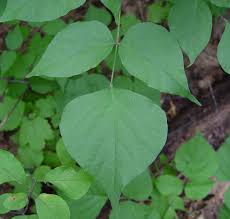 Image result for Hylodesmum