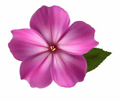 Download Flower Png Image Pink Clipart Realistic Flower Clip Art Png Images Backgrounds For Free Flower Png Images Flower Clipart Flower Background Iphone