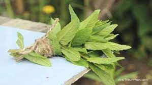 Untuk mengatasi muntah darah / perdarahan rahim Daun Sambung Nyawa Efektif Menurunkan Kolesterol Tinggi