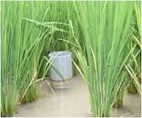 Crop Production :: Rice