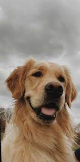Cute Dogs Photography Puppies Aderitacristina Miniensaio Miniensaiodiadascriancas Cute Dog Wallpaper Cute Animals Dog Wallpaper