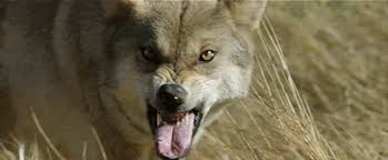 Don T Bite The Hand That Feeds You Gif Https Encrypted Tbn0 Gstatic Com Images Q Tbn 3aand9gcrbcje1rpb41nmifrksy7bzhi2hkrsxmgbyta Usqp Cau