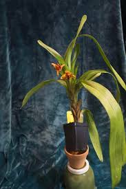 Image result for Otomeria elatior