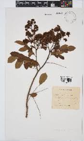 Image result for Dichilus reflexus