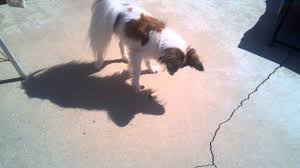 Résultat de recherche d'images pour "metallic green fig beetle"