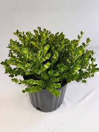 Image result for Carissa