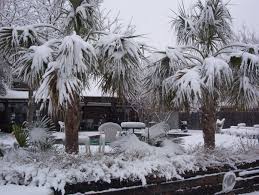 Her debut novel, palm trees in the snow, was a bestseller upon publication in spain and was adapted into a major motion picture. Palm Trees In Cowtown