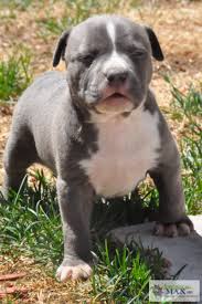 Pups make for extremely affable pets. Xxl Blue Nose Online Shopping