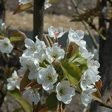 Image result for Pyrus pyrifolia