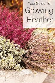 Allweather Gardening Allseason Colourful Gardener Growing Heather Colour Purple Shades Guide White Pl Heather Plant Heather Gardens Heather Flower