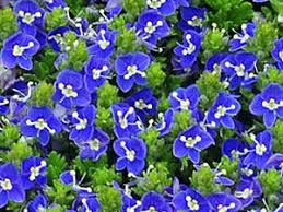Rock Garden Sun To Part Shade Veronica Tidal Pool Ground Cover Ground Cover Plants Perennials