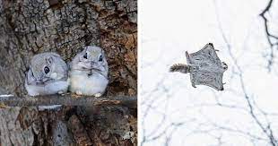 View discussions in 15 other communities. 20 Pictures Of Japanese Dwarf Flying Squirrels That Are Too Adorable Top13
