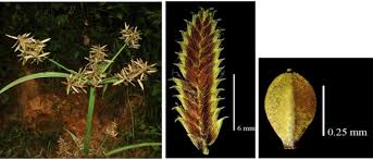 Image result for Ascolepis densa