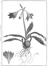 Image result for Prismatocarpus cordifolius