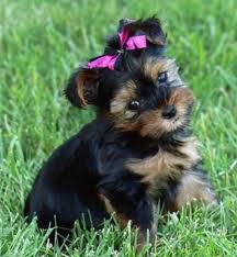 Black And Tan Yorkie Poo Adults Yorkshire Terrier Puppy Bella Picture Yorkshire Terrier Puppies Cute Puppy Photos Yorkie Puppy