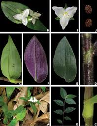 Image result for Commelinaceae