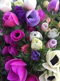 Absolutely flowers flowers in holland. Sunny Meadows Flower Farm United States Ohio Columbus Slow Flowers