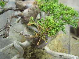 Only trees with certain qualifications can successfully survive in a terrarium. Juniper Bonsai Yellow Leaves Blogger Bonsai
