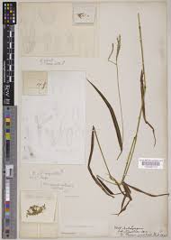 Image result for Microstegium fasciculatum