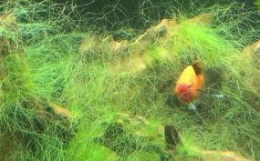 The texture, color, and length of string algae can very and sometimes even appear black and slimy. Thread Algae In The Aquarium How To Get Rid Of Them