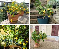 They won't flower without getting enough light. Meyer Lemon Tree How To Grow And Care For Meyer Lemon Tree In Pots