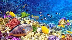 The yellow and purple coloration of this species appears darker underwater, helping the fish to blend in with its surroundings. 13 Popular Coral Reefs In Indonesia 2 Is Stunning Beauty Factsofindonesia Com