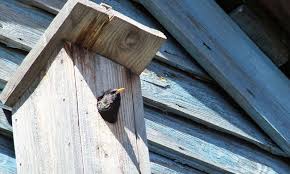 Bird Box Hole Size Guide For All Wild Birds That Use Boxes