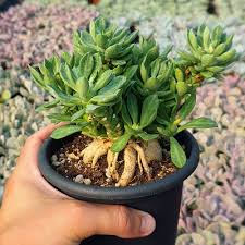 Image result for Monadenium lugardiae
