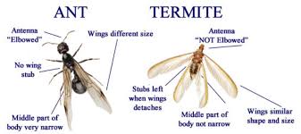 @ tweets are not monitored on an ongoing basis. Country Boy Pest Control Auburndale Fl Auburndale Pest Control Expert