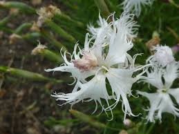 Image result for Caryophyllaceae