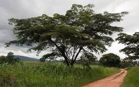 Image result for Albizia adianthifolia