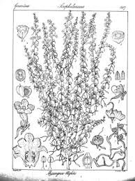 Image result for Micrargeria