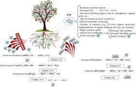 For more information and source, see on this link : Frontiers Contribution Of Arbuscular Mycorrhizal Fungi Phosphate Solubilizing Bacteria And Silicon To P Uptake By Plant Plant Science
