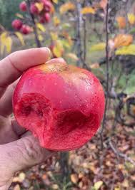 نتیجه جستجوی لغت [fleshed] در گوگل