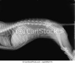 Each ovary is about the size and shape of an almond and is situated in a shallow fossa on the lateral wall of the pelvic cavity behind and below the distal end of the uterine. Side View Of Female Dog X Ray Negative X Ray Of Spinal Column Chest Abdomen Pelvis And Thighbone Of A Female 16 Years Old Canstock