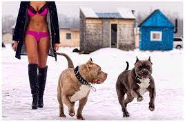 bully max pitbull video photoshoot pitbulls socializing dogs pitbull videos