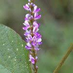 Image result for Polhillides