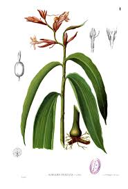 Image result for Renealmia africana