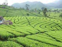 Check spelling or type a new query. Wisata Bahari Tempat Wisata Di Bandung Kebun Teh Rancabali
