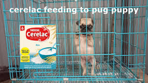 Dog training simplified · simple yet effective · easy to follow steps How Make Cerelac For Puppy And Feeding To Pug 35 Old Pug Puppy Youtube