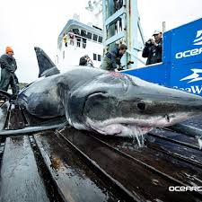 The ancient shark was believed to grow up to about 9 meters (30 feet) long, double the size of a great white sharks have the ability to regrow teeth, and can lose up to a tooth a day. Great White Shark With Massive Bite On Head Was Attacked By Even Bigger Shark Off U S Coast Expert Says
