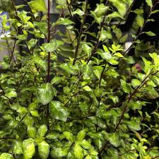 Image result for Pittosporum tenuifolium