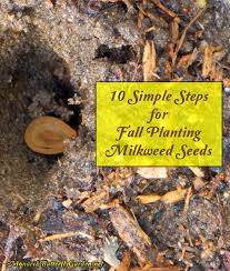 Fall Planting Milkweed Seeds 10 Simple Steps Fall Plants Milkweed Seeds Milkweed Plant