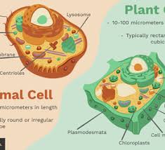 An animal cell is the smallest unit that makes up the varied tissues of animal species. Cilia And Flagella Function